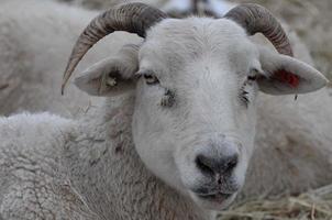 moutons en hiver photo
