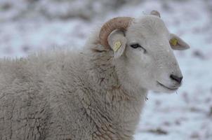 moutons en hiver photo