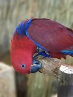 un seul perroquet de couleur rouge et bleu à deux tons perché sur la branche d'arbre, arrière-plan flou photo