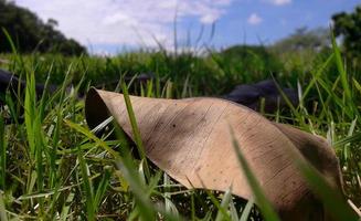 gros plan de feuilles sèches de couleur brune sur l'herbe dans le parc sous le ciel bleu photo