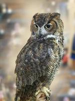 Close up un seul beau hibou grand-duc assis sur la souche, arrière-plan flou isolé photo