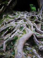 la torsion entrelacée des branches et des racines des arbres belle nature photo