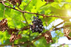 raisins dans le vignoble par une journée ensoleillée photo