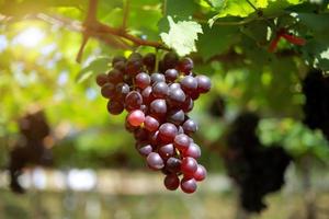 raisins dans le vignoble par une journée ensoleillée photo