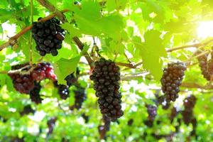 raisins dans le vignoble par une journée ensoleillée photo