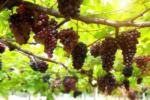 raisins dans le vignoble par une journée ensoleillée photo