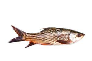 probarbus jullieni poissons d'eau douce photo
