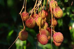 litchi frais sur l'arbre dans le verger de litchi. photo