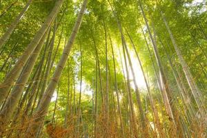 forêt de bambous, kyoto, japon photo