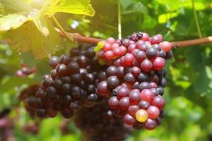 raisins dans le vignoble par une journée ensoleillée photo