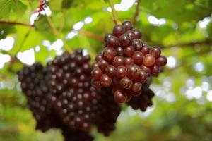 raisins dans le vignoble par une journée ensoleillée photo