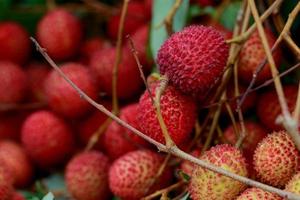 litchis fruits frais beaucoup d'entre eux sont vendus à la vente sur le marché. photo