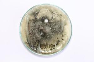 gros plan sur des champignons de test de recherche en biochimie qui poussent dans une boîte de pétri en laboratoire. photo