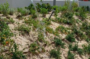 cattolica italie juin 2022 jardiniers en plantant des arbres pour orner le front de mer de cattolica photo