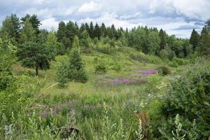 beau paysage du nord russe dans la région de leningrad paysage d'été ciel nuageux et thé ivan en fleurs dans la région de leningrad. photo