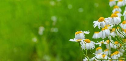 marguerites en fleurs au soleil sur un arrière-plan flou d'herbe photo