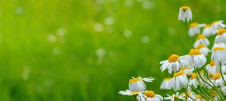 marguerites en fleurs au soleil sur un arrière-plan flou d'herbe photo