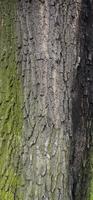 texture d'écorce brune d'arbre avec de la mousse verte photo