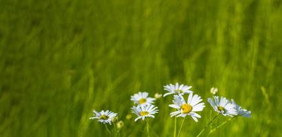 marguerites en fleurs au soleil sur un arrière-plan flou d'herbe photo