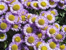 Fleurs de vergerette de montagne olympique, erigeron flettii, d'en haut photo