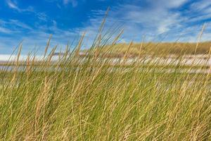 île de texel - pays-bas photo