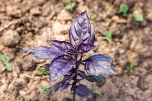 basilic violet sur le sol photo