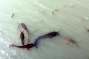 un lac au nord d'israël avec d'énormes poissons-chats photo