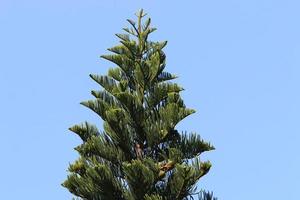 Couronne d'un grand arbre dans un parc de la ville photo