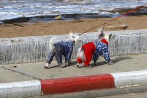 Chien pour une promenade dans un parc de la ville en Israël photo