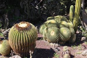 un grand cactus épineux pousse dans un parc de la ville photo