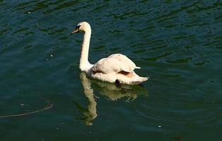 cygne blanc sur le lac photo