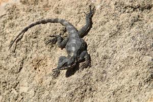 le lézard est assis sur une grosse pierre dans un parc de la ville. photo