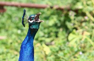 paon vit dans un zoo en israël photo