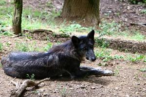 petit loup noir vit dans le zoo photo