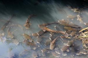 un lac au nord d'israël avec d'énormes poissons-chats photo