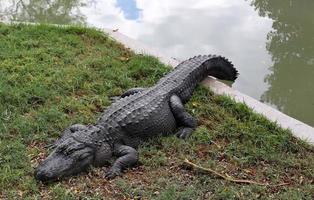 grands crocodiles dans la réserve naturelle de hamat - gader dans le nord d'israël photo