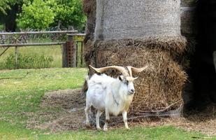 paille sur un champ de ferme collective pour l'alimentation du bétail photo