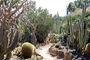 un grand cactus épineux pousse dans un parc de la ville photo