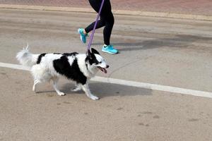 Chien pour une promenade dans un parc de la ville en Israël photo