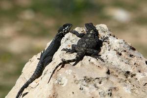 le lézard est assis sur une grosse pierre dans un parc de la ville. photo