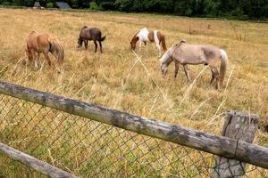 cheval dans le champ avec clôture photo