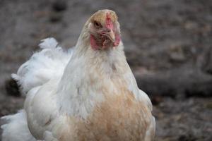 poulet dans le jardin photo