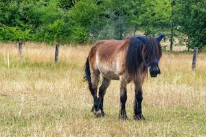 cheval dans le champ avec clôture photo
