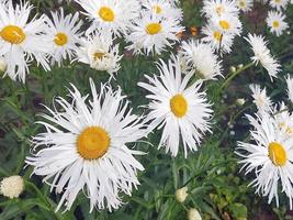 jardin de marguerites blanches sur fond vert. marguerites en été par temps ensoleillé. photo