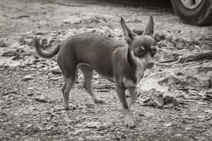 chien terrier toy russe brun mexicain à tulum au mexique. photo