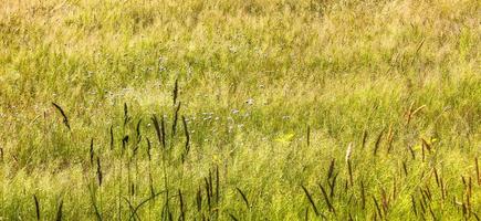 panorama naturel vue fleurs prairie plantes vertes arbres forêt allemagne. photo