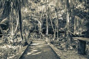 entrée et chemin de randonnée cave gouffre cenote tajma ha mexique. photo