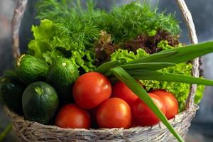 légumes frais pour salade dans un panier. tomates et concombres aux courgettes et chou à l'aneth. récolte de printemps, bienfaits et vitamines. sur fond sombre. photo