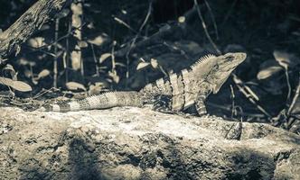 l'iguane mexicain se trouve sur la forêt naturelle de pierre de roche du mexique. photo