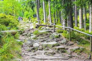 Panorama de la forêt de sapins au sommet de la montagne Brocken Harz Allemagne photo